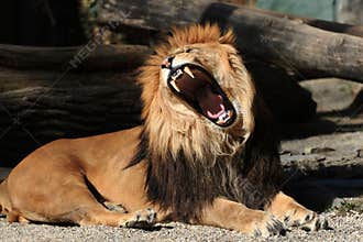 Lion, yawn