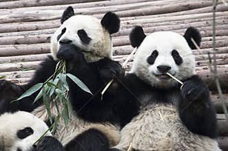 Giant Pandas eating bamboo  in Chengdu  Panda Breeding Research Base  Xiongmao Jidi  China