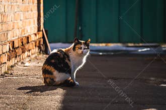Stray cat mother on backyard sitting and wait for the food, homeless animal concept background photo