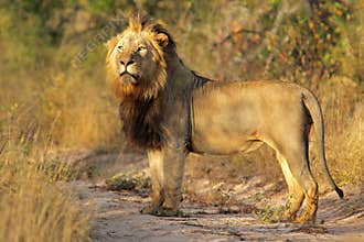 Big male African lion in natural habitat