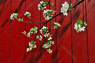 Red Barn Apple Blossoms