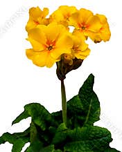 A bright yellow flower convey sense of happiness.