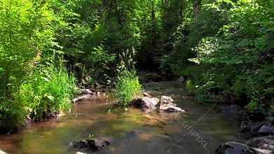 Stream surrounded by lush vegetation