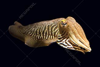 Isolated Cuttlefish