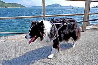 Black and white mammal animal dog border collie, walking near the ocean
