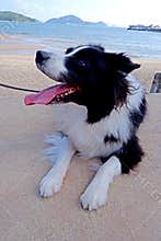Vertical black and white mammal animal dog border collie, walking near the beach