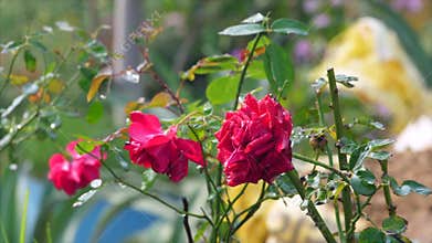 Water droplets / raindrops falling from a bunch of red roses outdoors - dew drops