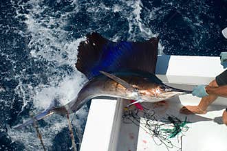 Sail Fish coming out
