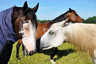 Horses