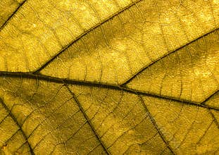 Leaf background