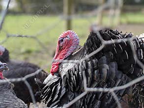 A flock or rafter of turkey&#x27;s caged behind wire