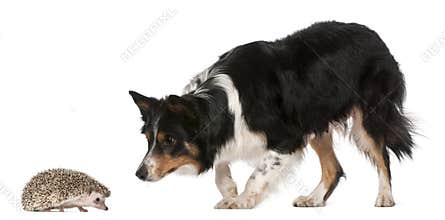 Female Border Collie, 3 years old, playing