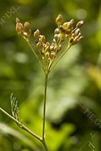 Cumin