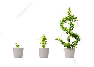 Growing dollar tree