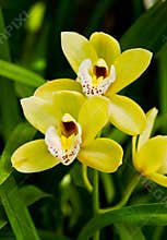 Yellow Orchid