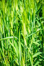 Plants of wheat cereal Triticum dicoccum Botany and nutrition