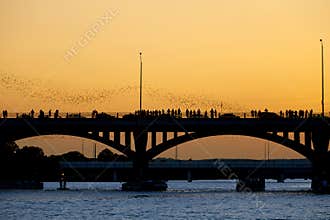 Bat Flight