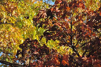 Colorful fall branches in downtown Toronto