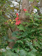fall foliage toronto canada autumn red leaves