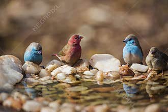 Red-billed Firefinch in Kruger National park, South Africa