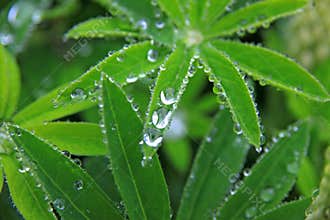 Droplets on green vegetation