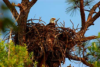 The Eagles Aerie