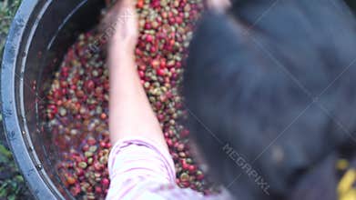 A woman worker washing skinned coffee beans in a plastic basin.