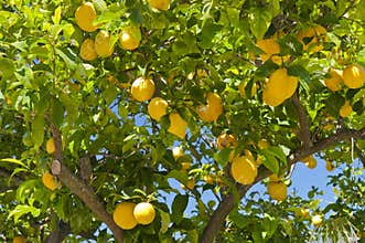 Lemon tree