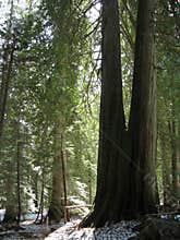 Kokanee Glacier Provincial Park, Red Cedars in Temperate Rainforest in British Columbia, Canada