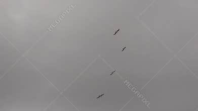 Slow motion view with seagulls formation hover in in the cloudy sky with beautiful wingspans