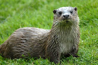 Otter
