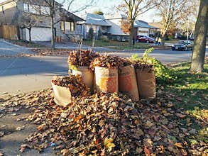 Toronto, Ontario, Canada - November 4, 2020: Old dried withered autumn fall leaves collected in paper recycle bags from Home Depot