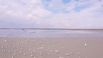 Birds flying away scared. romantic relaxed atmosphere video footage.