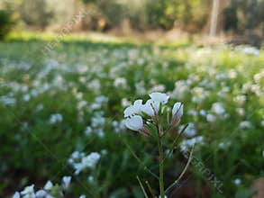 PÃ©talos green blancos