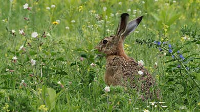 Brown Hare - Lepus europaeus, European hare, species of hare native to Europe and parts of Asia, the largest hare species, open co