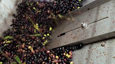 Olive mill defoliation washer machine,olives industry,italian extra virgin oil
