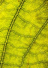 Closeup leaf