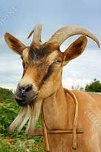 Goat