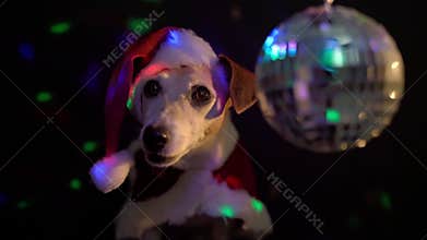 Adorable small dog Jack Russell terrier in Santa Claus costume in nightclub.