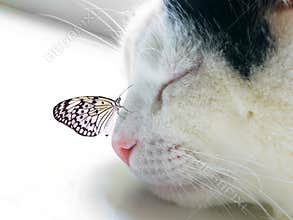 Butterfly sat on a sleeping cat nose