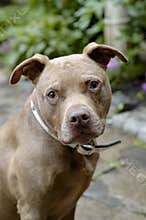 Brown Pit Bull