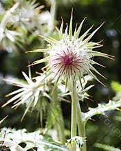 Poisonous flower