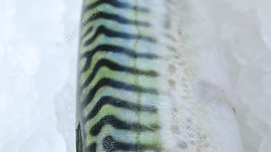 Single fresh raw mackerel fish on ice close up