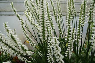 White flowers of Fragrant Ladies`-Tresses plant
