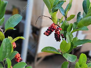 Buni tree with the exotic fruit