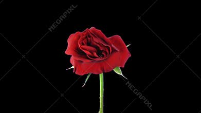 Time-lapse of dying Valentino rose with ALPHA channel