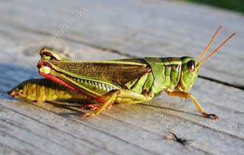 Grass Hopper Close Up Macro