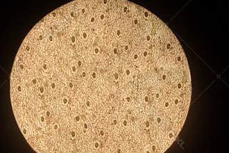 Real photo of plant cells and stoma with green chloroplast