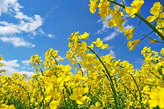 Canola agriculture