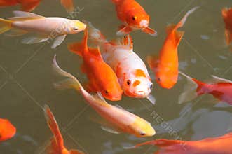 Colorful koi fish swimming in water.